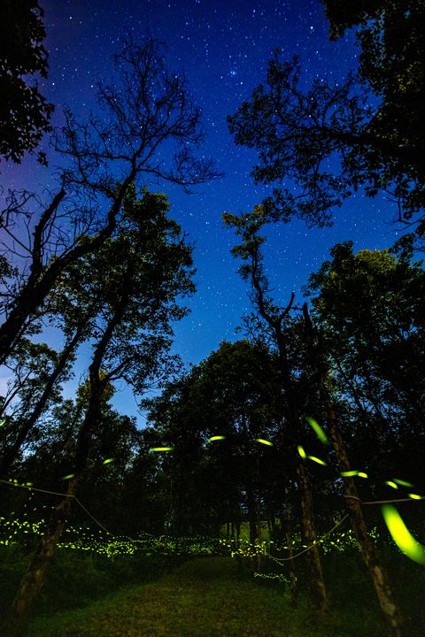 ▲天上星光，地上螢光，是春季暗夜最美的風景。　圖：花蓮縣政府觀光處-攝影者林柏偉／提供