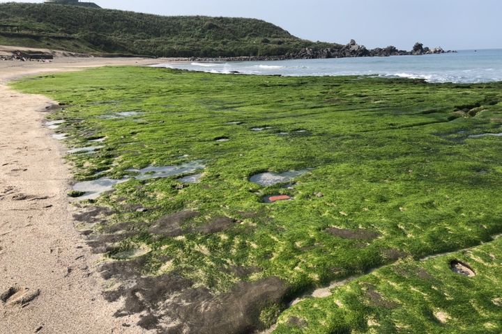 老梅綠石槽宛如舖上一層綠色的地毯。　圖：北海岸及觀音山國家風景區管理處／提供