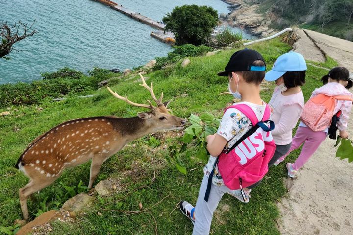 ▲大坵梅花鹿與遊客相見歡。　圖：鴻宇海運／提供