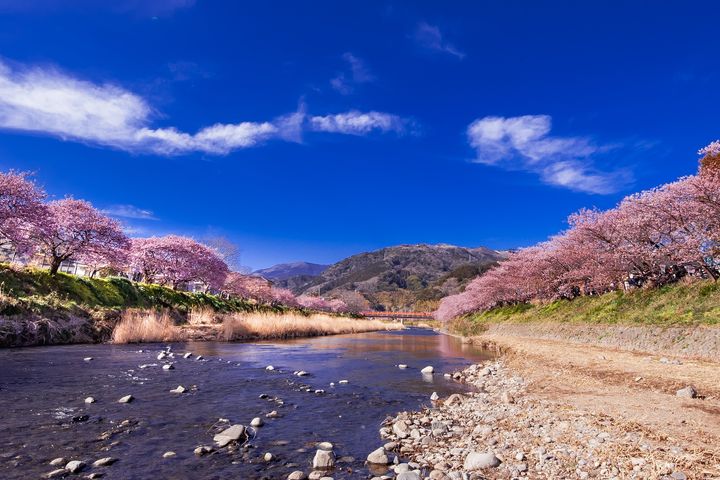 ▲河津櫻將河岸染成粉紅的夢幻景色。　圖：美好伊豆創造中心／提供