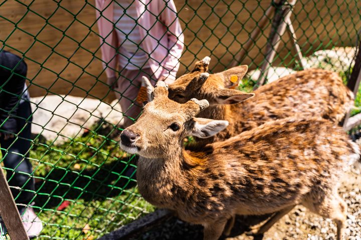 ▲民宿所飼養的可愛小鹿。　圖：微風星語／提供