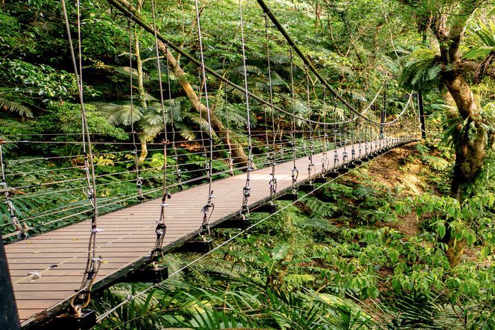 ▲大板根原生亞熱帶雨林是全臺唯一僅存中低海拔原生亞熱帶雨林，擁有豐富生態。　圖：大板根森林溫泉酒店／提供