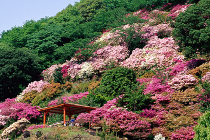 ▲東山公園。　圖：佐賀縣觀光連盟／來源