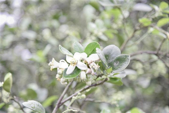 漫步花蓮柚花香，享受生態探索之樂。　圖：花蓮縣政府新聞科／提供 