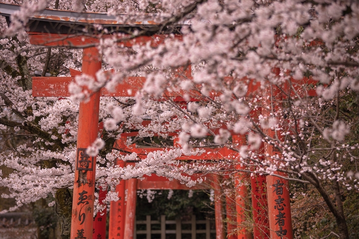 紅粉相襯的賞櫻秘境「竹中稻荷神社」就在京都大學附近。　圖：ATELIER.Aさん／來源