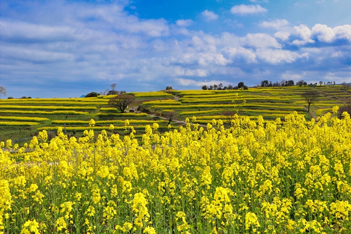 一望無際的油菜花海位於露營場內，美景住宿一次滿足。　圖：長野写真館さん／來源