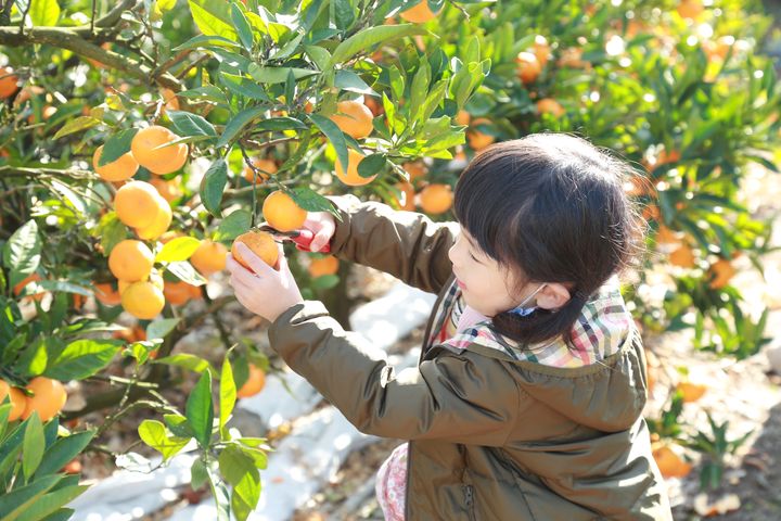 ▲島波海道沿線有許多柑橘果園可體驗採果。　圖：愛媛縣觀光國際課／提供