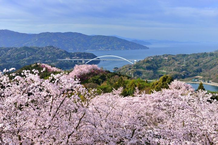 島波海道最負盛名的賞櫻秘景「開山公園」。　圖：愛媛縣觀光國際課／提供