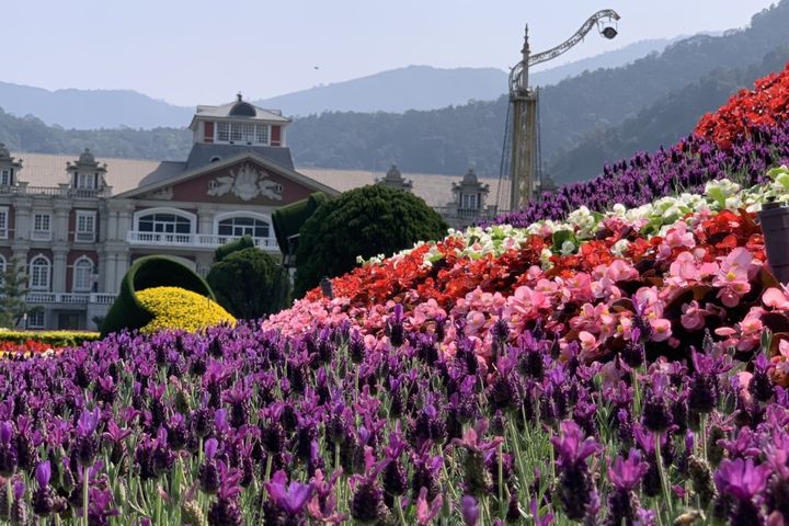 ▲九族文化村數萬株的西班牙薰衣草盛開。　圖：九族文化村／提供