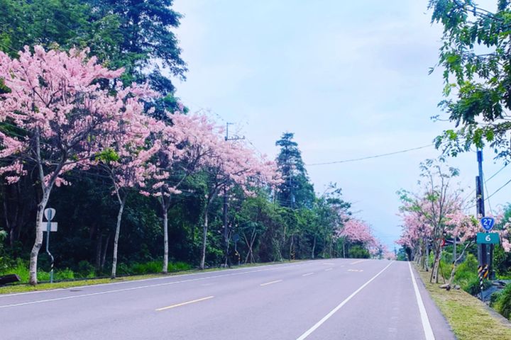 多元自行車路線「茂林─高雄山城線」行經台28、台27甲，現在正值花旗木花季。　圖：茂林國家風景區管理處／提供 