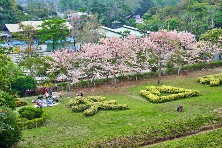 ▲尖山埤江南渡假村內近200株花旗木。　圖：尖山埤江南渡假村／提供