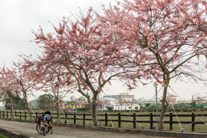 西港金砂里花旗木花開美景。　圖：台南市政府觀光旅遊局／提供 