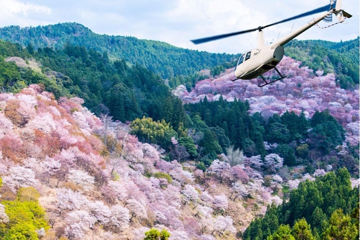 日本推出春天限定的超豪華搭飛機空中賞櫻玩法，整個奈良吉野千本櫻從空中一覽無遺！照片為示意圖。　圖：株式會社AirX／提供