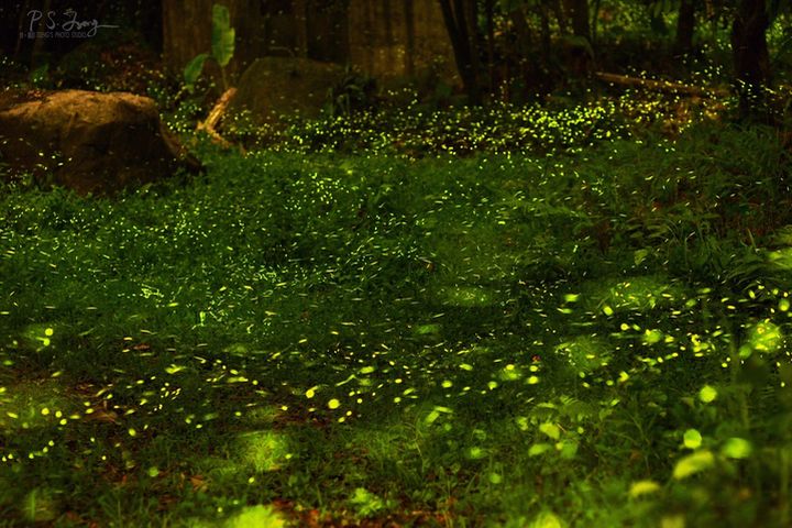 西拉雅國家風景區週邊山區，因為生態優勢孕育許多螢火蟲種類。　圖：西拉雅-南寮社區協會／提供