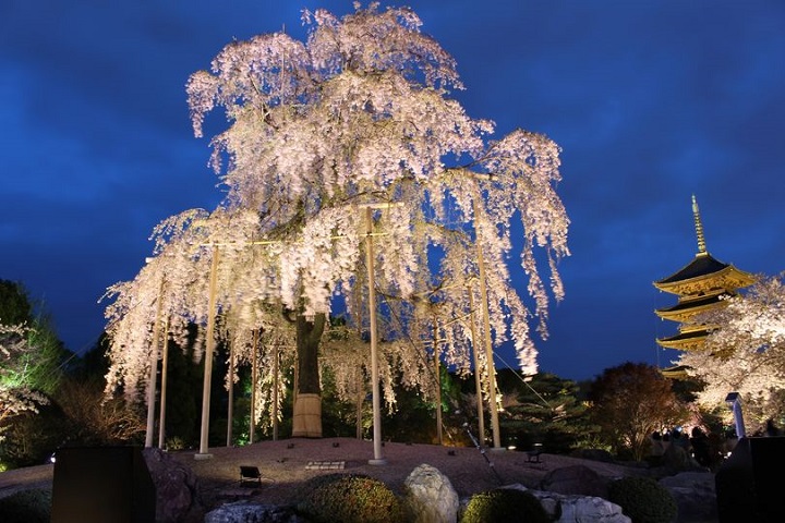 JR京都站八条口徒步15分鐘就能欣賞到絕美夜櫻！　圖：京都市觀光協會╱提供