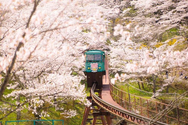 ▲春季期間「船岡城址公園」境內櫻花美景同樣看點十足。　圖：R.Y26さん／來源