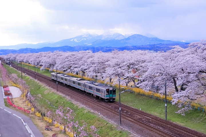 推薦從JR東北本線的大河原站或船岡站下車漫步，享受沿途春櫻。　圖：しげあきさん／來源