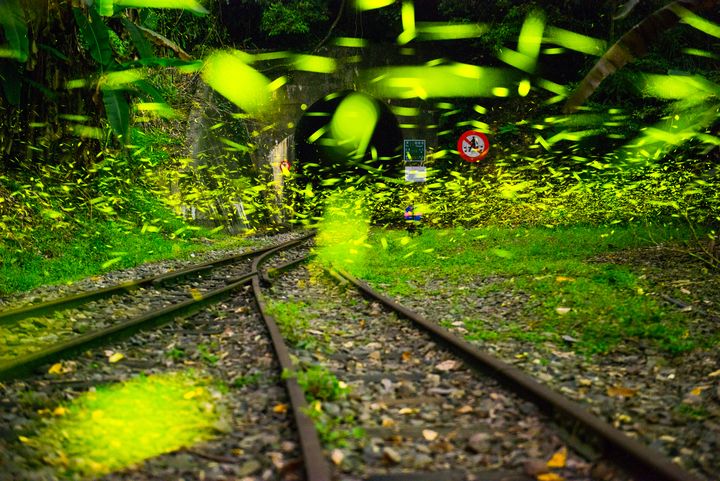 ▲梨園寮車站-森林鐵道山洞外滿天飛舞綠精靈。　圖：阿里山國家風景區管理處／提供