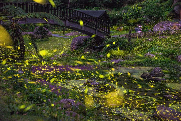 ▲圓潭生態園區-螢火蟲。　圖：阿里山國家風景區管理處／提供