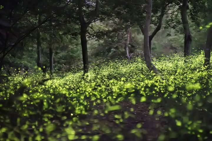 里佳部落-「星星飛滿天」賞螢放閃。　圖：阿里山國家風景區管理處／提供 