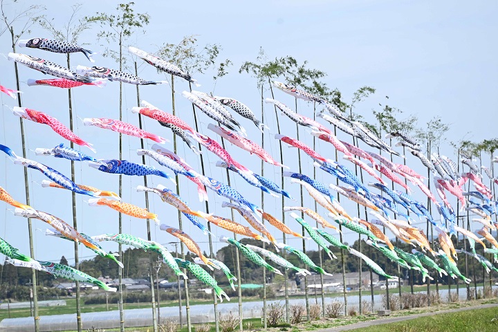 150條鯉魚旗在青竹上游泳，是宮崎縣都南市的初夏風物詩。　圖：宮崎縣都城市/提供