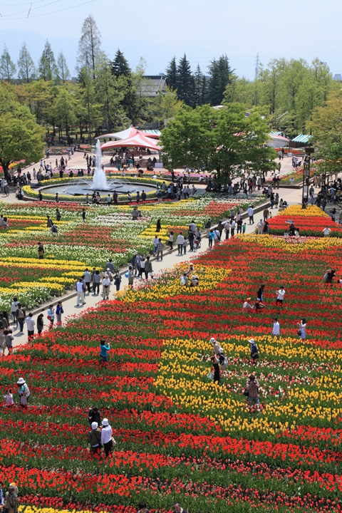 ▲公園內能欣賞使用鬱金香排列出來的地面花朵畫，從展望台遠眺視野最佳！　圖：富山県／來源