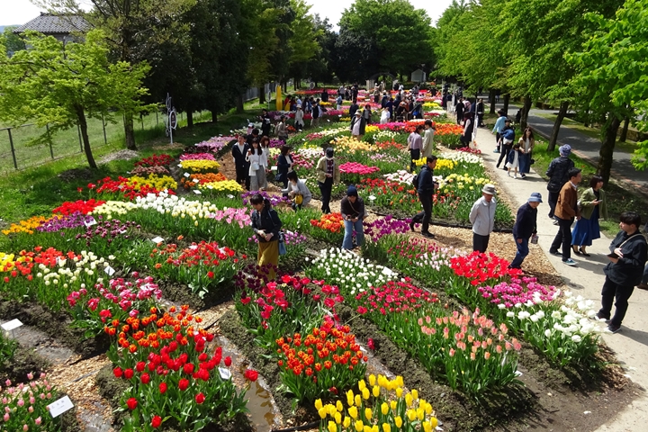 ▲礪波鬱金香公園面積寬廣，每年會根據主題設置不同花卉展區，讓到訪遊客盡享鬱金香魅力！　圖：富山県／來源