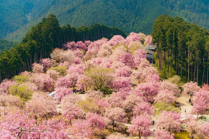 奈良賞櫻不只吉野山，高見之鄉千本枝垂櫻遍佈山頭！