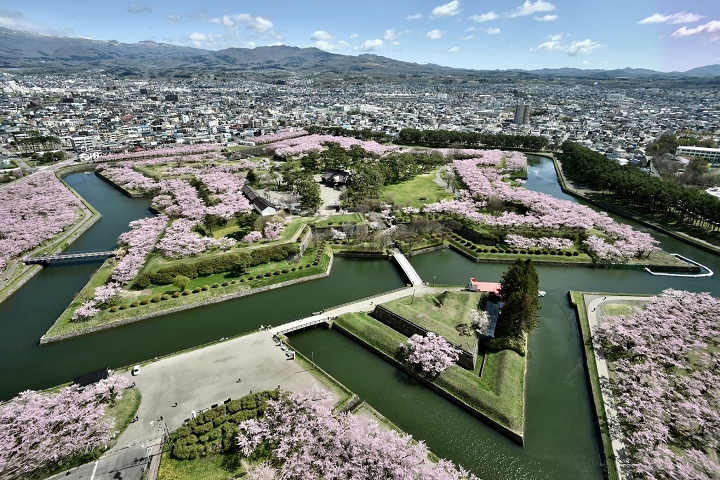 五稜郭公園往年花期約落在4月下旬至5月上旬。　圖：Tokyo Travel Partners Co.,Ltd.／來源