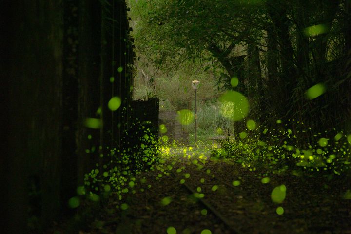 ▲平溪、菁桐的螢火蟲漫天飛舞。　圖：東北角暨宜蘭海岸國家風景區管理處／提供