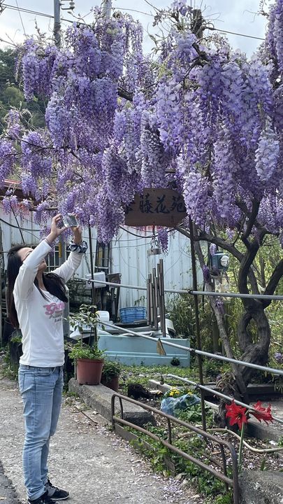 ▲美麗紫藤花盛開，美景格外引人注目。　圖：參山國家風景區管理處／提供