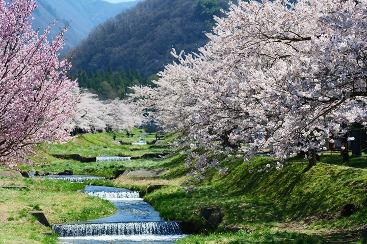 JR列車帶路！日本東北賞櫻秘境～福島觀音寺川多層次粉櫻美景