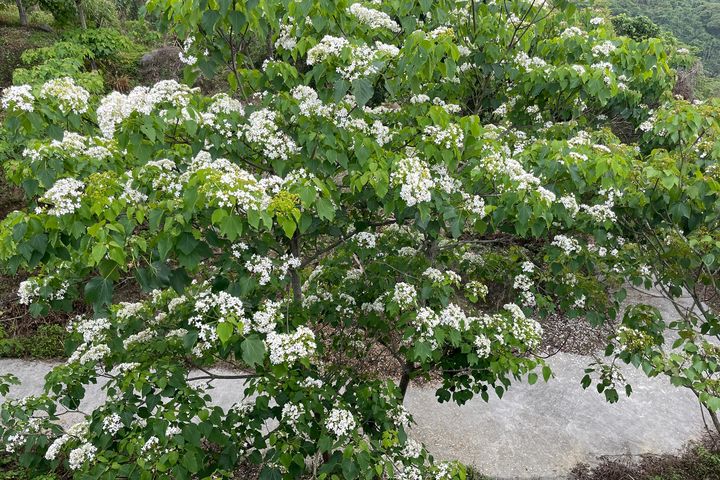 梅嶺福來梅子雞餐廳前，油桐花盛開中。　圖：臺南市政府觀光旅遊局／提供