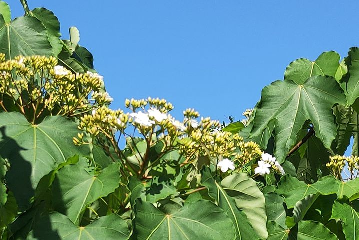 ▲平溪正迎來油桐花開的季節，賞螢時亦可順遊周邊生態環境。　圖：新北市政府觀光旅遊局／提供