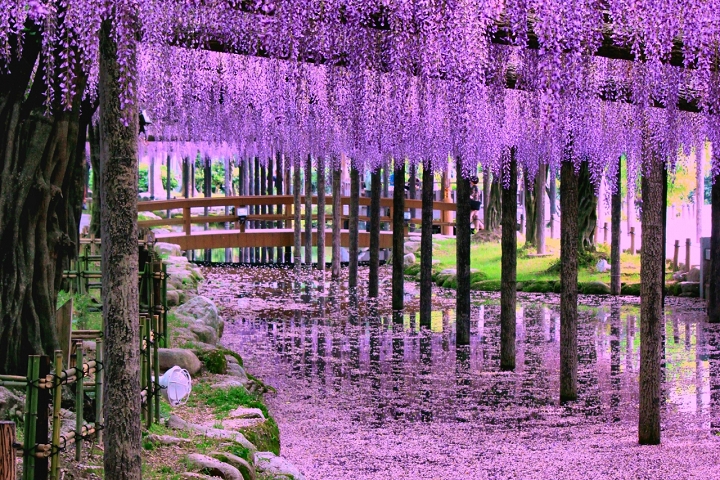 天下第一藤棚在愛知！天王川公園紫藤花瀑4月登場