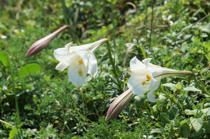 ▲每年4月到6月是百合花盛開的季節，歡迎到北海岸一覽風采。　圖：北海岸及觀音山國家風景區管理處／提供