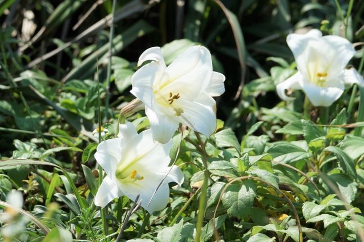 ▲北海岸野百合佐一望無際的海景，讓遊客大飽眼福。　圖：北海岸及觀音山國家風景區管理處／提供