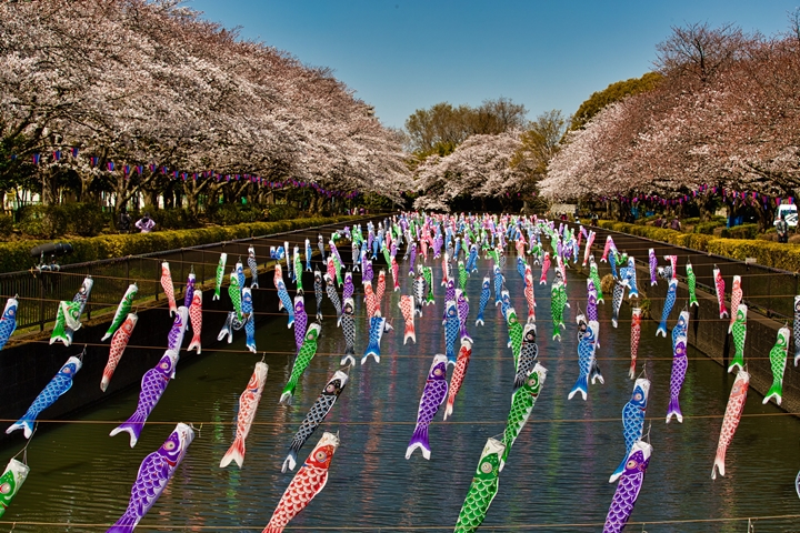 每到春季，群馬縣鶴生田川就能欣賞鯉魚旗飛舞震撼美景，搭配兩側櫻花盛開相當迷人。　圖：写真AC／來源