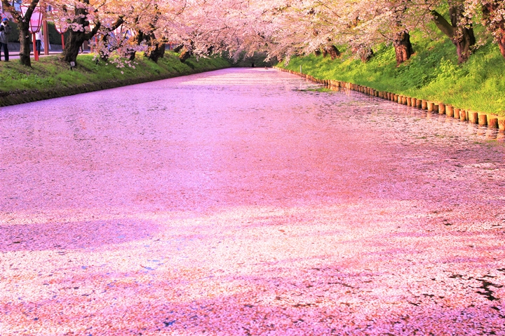 弘前公園在櫻花季尾聲能欣賞粉櫻花瓣掉落護城河形成的「花筏」夢幻絕景。　圖：写真AC／來源