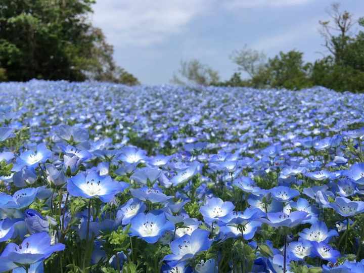 ▲天空花田可觀賞花海、藍天連成一線的粉蝶花海。　圖：西武造園株式會社／提供