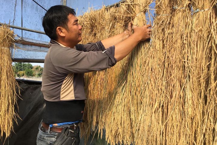 ▲採用「日式垂吊工序」將稻穗垂掛風乾，讓養分與精華回流。　圖：日晒米屋─鹿光米／提供