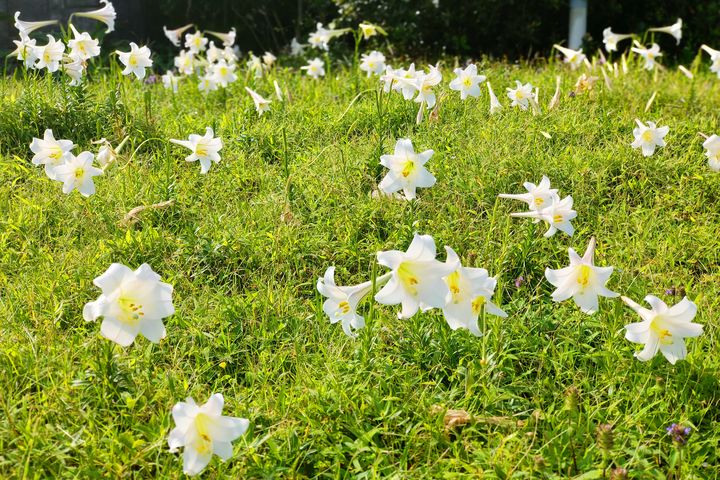 ▲每年四月到五月正是東北角百合花開的季節，繁花點綴美景環繞。　圖：東北角暨宜蘭海岸國家風景區管理處／提供