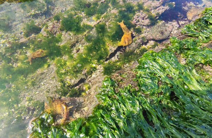 ▲龍洞灣海洋公園-潮間帶池海兔。　圖：東北角暨宜蘭海岸國家風景區管理處／提供