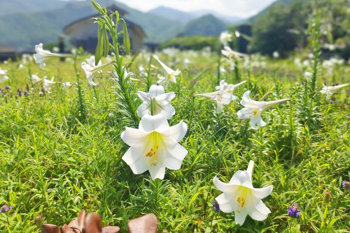 龍洞灣海洋公園百合花開。　圖：東北角暨宜蘭海岸國家風景區管理處／提供 