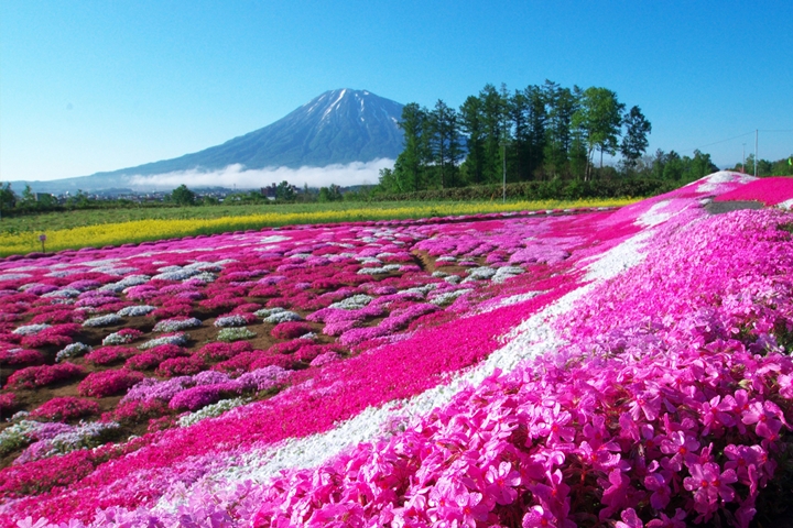 「倶知安町」以冬季滑雪聞名，春季則不能錯過羊蹄山與芝櫻美景。　圖：株式会社ブッキングリゾート／來源