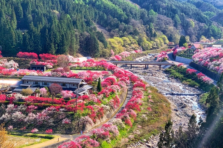 ▲花桃盛開時將整個村莊都染上夢幻粉色系。　圖：写真AC／來源