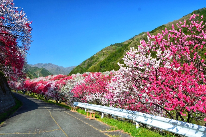 ▲想要完整逛完花桃之里，推薦穿上好走的運動鞋、安排整天時間較為充裕。　圖：写真AC／來源