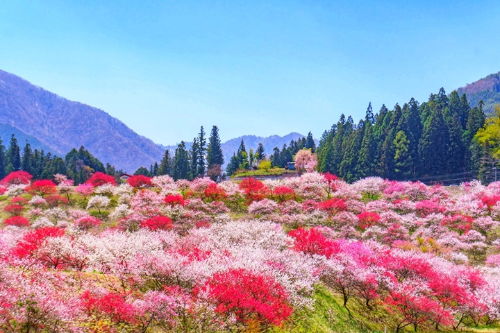 長野縣阿智村每到春季就會大變身，成為名副其實的「花桃之里」。　圖：写真AC／來源