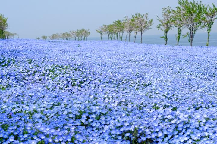 「舞洲海濱公園」春季粉蝶花盛開美景。　圖：写真AC／來源