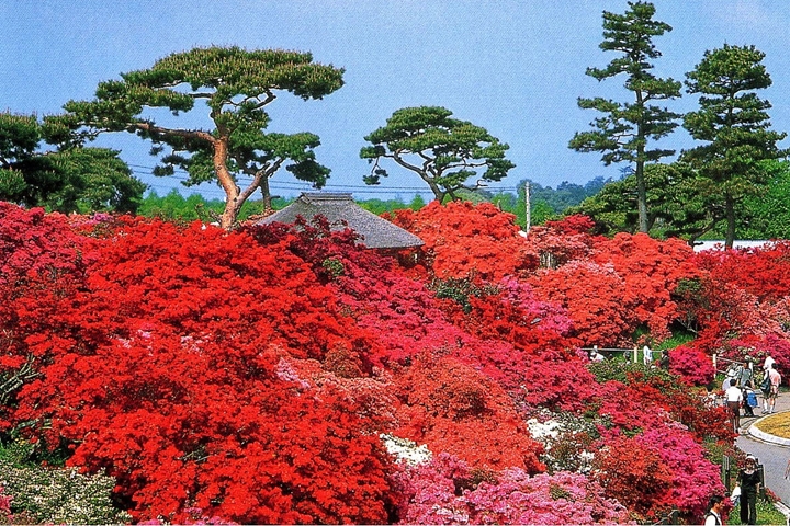 春季期間「躑躅岡公園」被萬株杜鵑盛開的壯麗花海圍繞。　圖：群馬県／來源